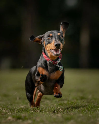 Dachshund running on grass with a blurred background