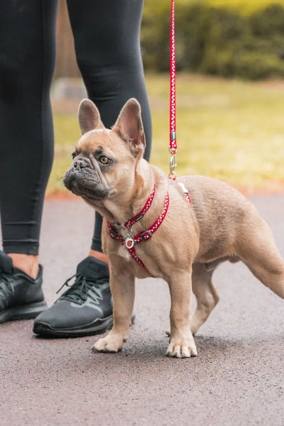 Small dog on a leash with a person's legs in the background