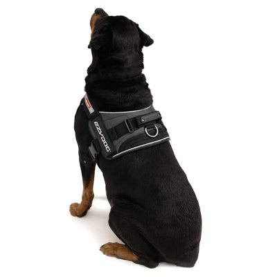 Dog wearing a black harness on a white background