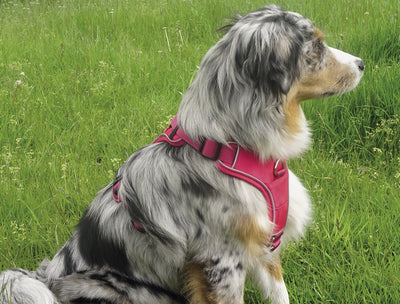 Nobby Comfort "Harness Mailo Mesh Fabric & reflective Strips