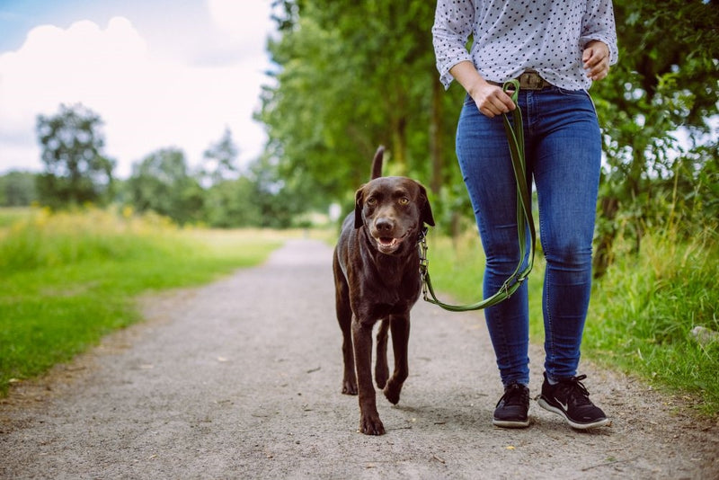 Person walking a dog on a leash in a park