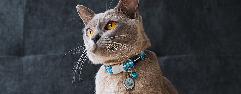 Red Dingo safety cat Collar With Break-Away Clip Design Paw Impressions