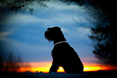 Red Dingo Reflective Bones Dog Collar - High Visibility Safety | Red