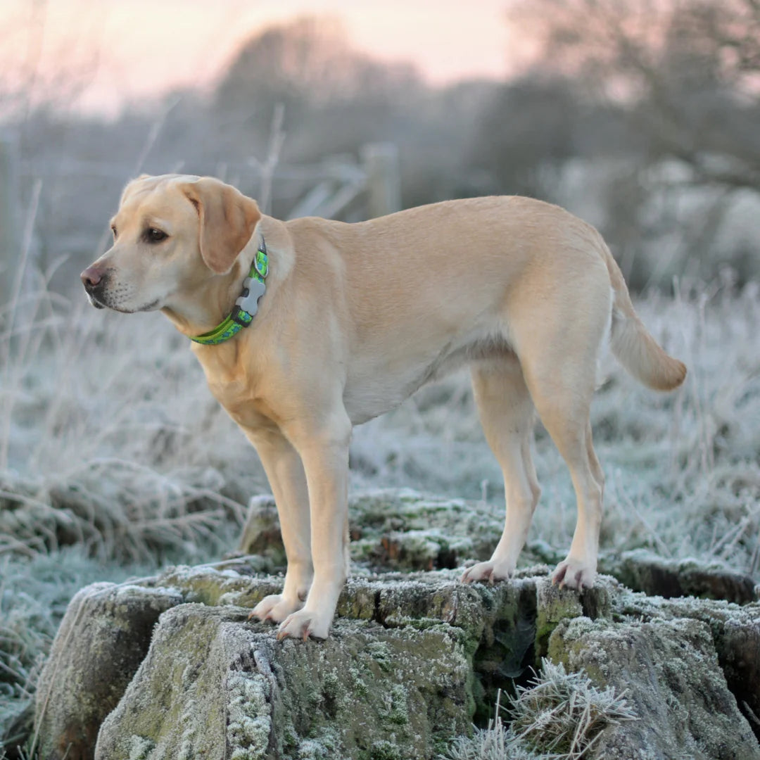 Red Dingo Stars Dog Collar - White Stars Pattern | S, M, L Sizes