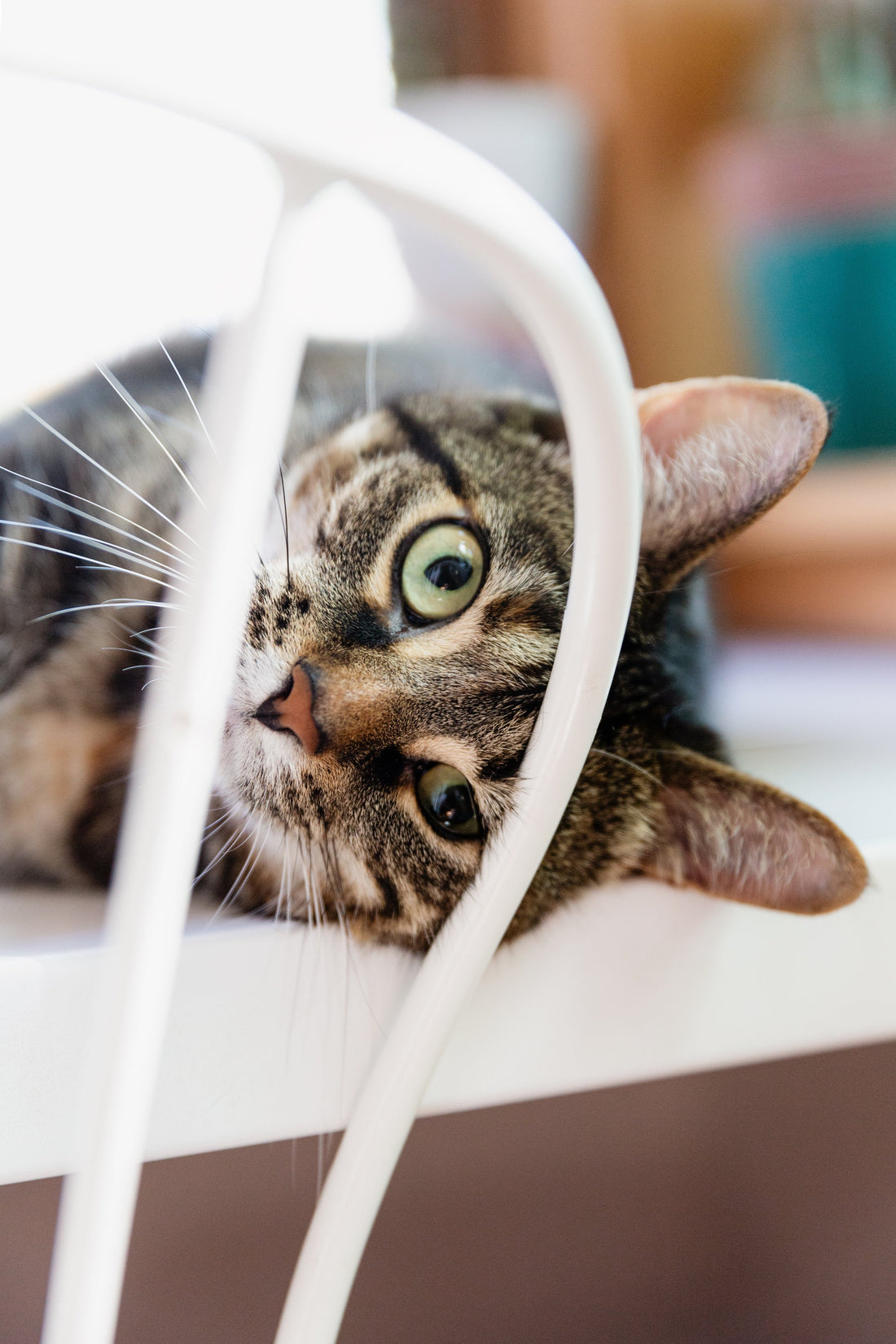 Vomiting & Diarrhea in Pets: When to Worry
