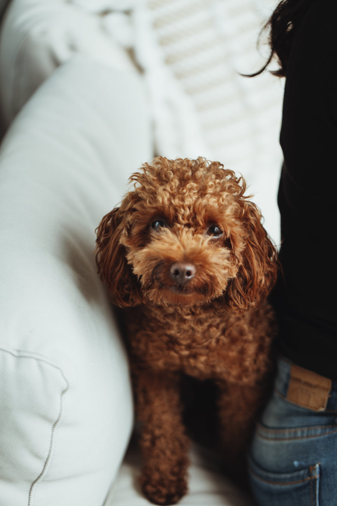 Puppy Socialisation Checklist: Raising a Confident, Well-Adjusted Dog