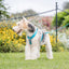 Dog on a leash in a garden with flowers and greenery