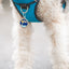 White dog wearing a blue harness with a tag on a light gray background