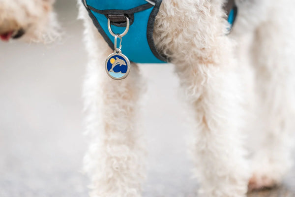 White dog wearing a blue harness with a tag on a light gray background
