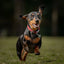 Dachshund running on grass with a blurred background
