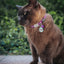 Cat wearing a collar with tags outdoors