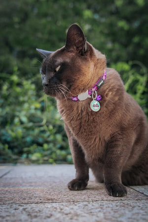 Cat wearing a collar with tags outdoors