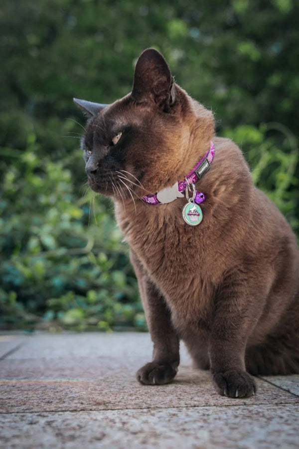 Cat wearing a collar with tags outdoors