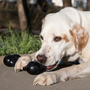 Kong Extreme goddie Bone