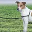 Beau Pets Gentle Leader Easy Walk Harness
