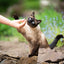 Siamese cat interacting with a person's hand outdoors on a stone path with greenery.