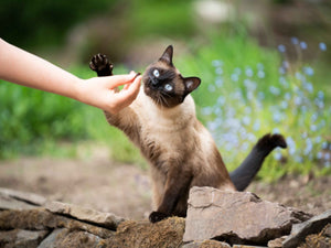 Siamese cat interacting with a person's hand outdoors on a stone path with greenery.
