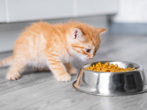 Animals Like Us RawMix33 Ocean Fish & Cage-Free Chicken Cat Food