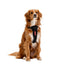 Dog wearing a black harness on a white background