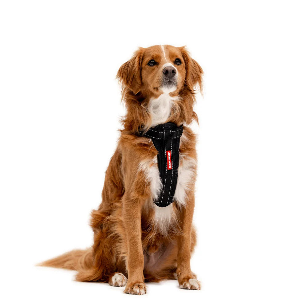 Dog wearing a black harness on a white background