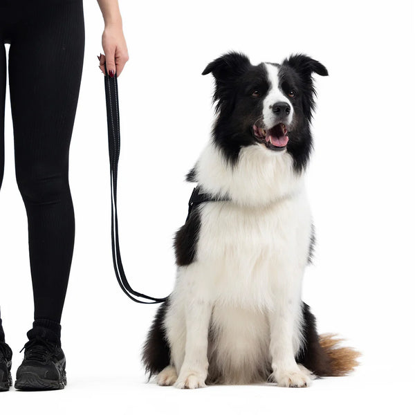 EzyDog Vario 4 Multi-Function Dog Leash - Premium Adjustable Lead with Soft Touch Webbing