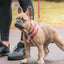 Small dog on a leash with a person's legs in the background
