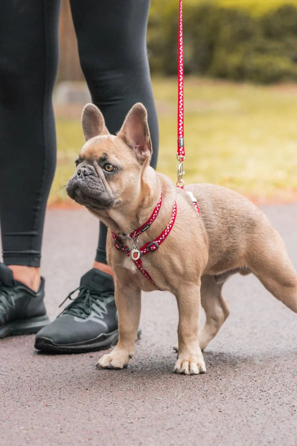 Small dog on a leash with a person's legs in the background