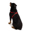 Black dog wearing a red harness on a white background