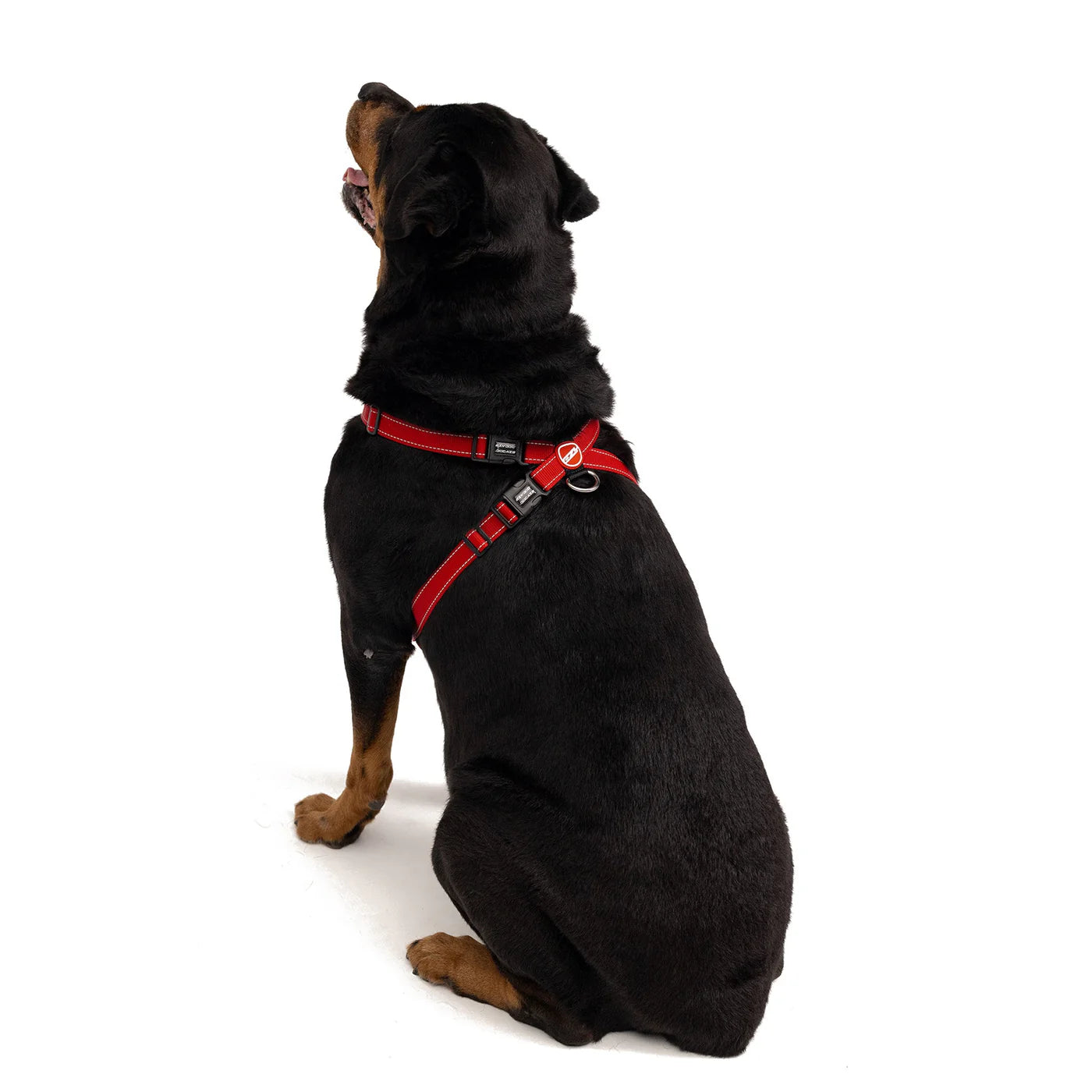 Black dog wearing a red harness on a white background