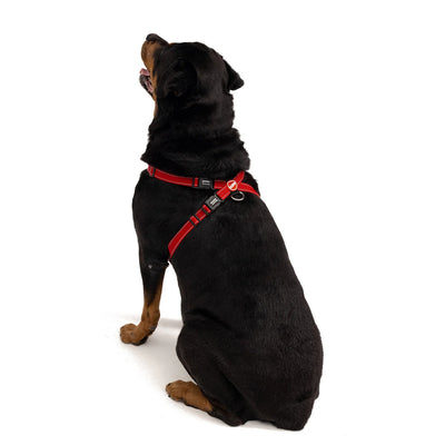 Black dog wearing a red harness on a white background