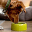 Ceramic Dog & Cat Bowl 250ml - Feeding Trough by Nobby
