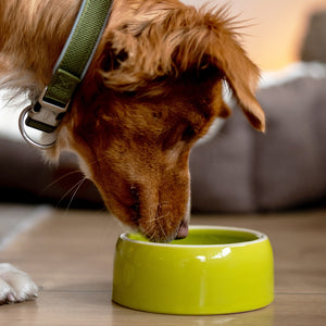Nobby Ceramic Dog & Cat Bowl 250ml