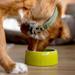 Nobby Ceramic Dog & Cat Bowl 250ml