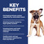 Dog with key benefits text on a blue background