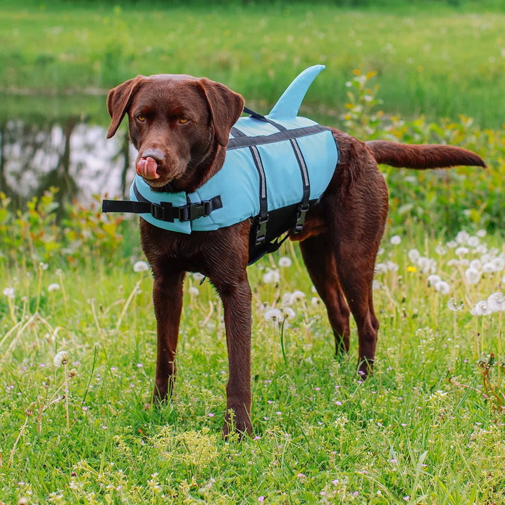 Dog wearing a blue life jacket with shark fin design in a grassy field.