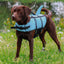 Buoyancy aid "Sharki Blue & Pink Nobby Chocolate Labrador wearing a blue life jacket