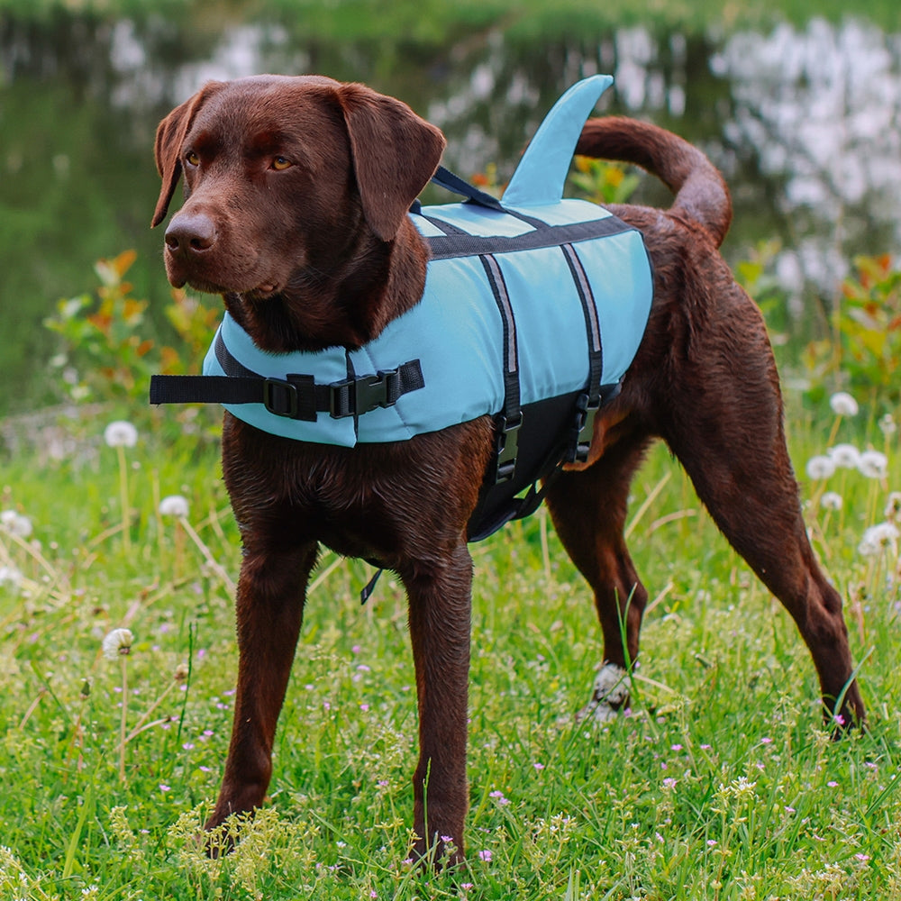 Buoyancy aid "Sharki Blue & Pink Nobby Chocolate Labrador wearing a blue life jacket