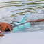 Dog swimming in water wearing a blue life jacket with a toy in its mouth.