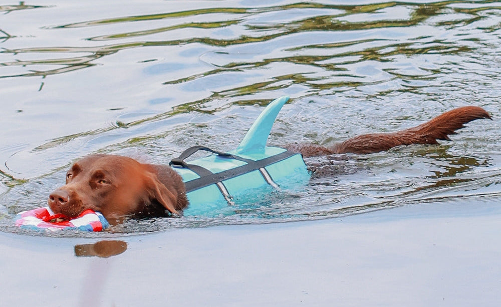 Dog swimming in water wearing a blue life jacket with a toy in its mouth.
