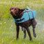 Dog wearing a blue life jacket shaking off water in a grassy field