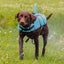Dog wearing a blue life jacket in a grassy field shaking looking at camera