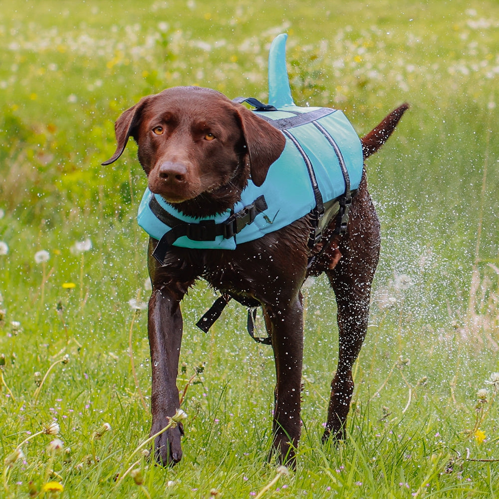 Dog wearing a blue life jacket in a grassy field shaking looking at camera