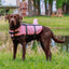 Dog wearing a pink sharki life jacket standing on grass near a body of water.