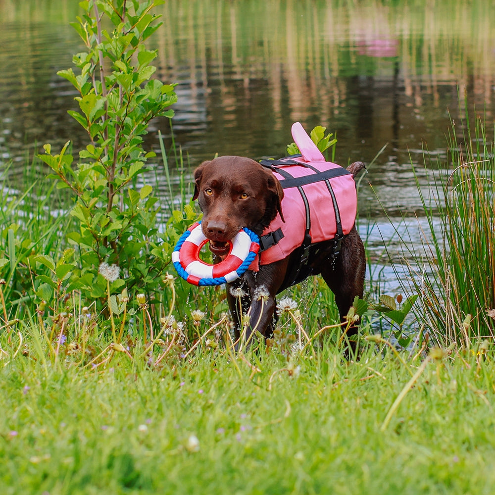 Dog wearing a pink sharki life jacket with a life buoy in its mouth coming out of the water