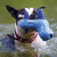 Dog Water Toy Floating - Neoprene Waterplay Toy with Squeaker | Whale, Duck & Seal