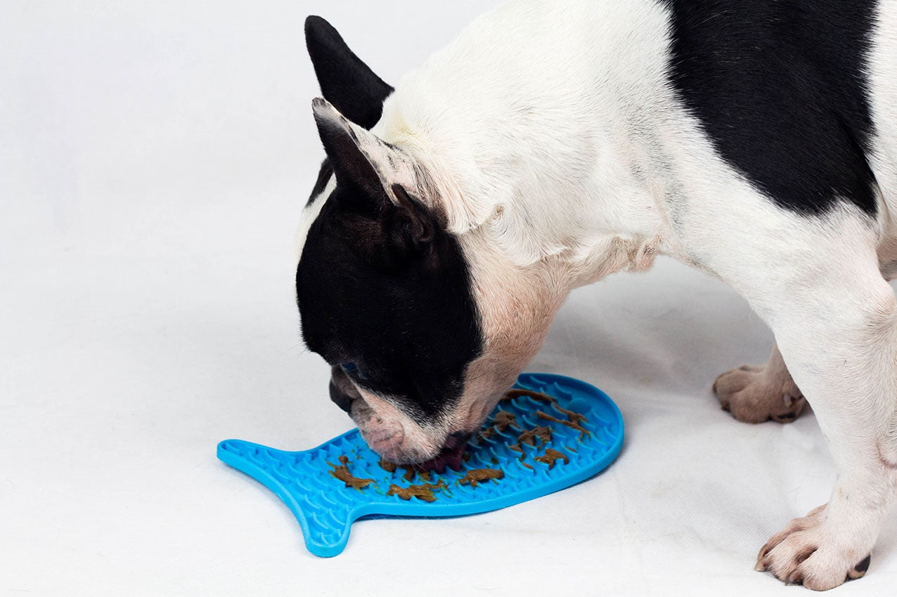 Dog eating from a blue silicone mat on a white background