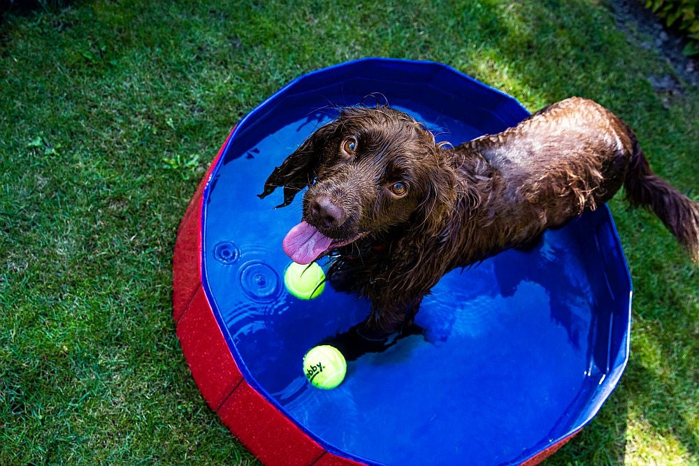 Dog Pool - Foldable Pet Swimming Pool for Summer Cooling by Nobby