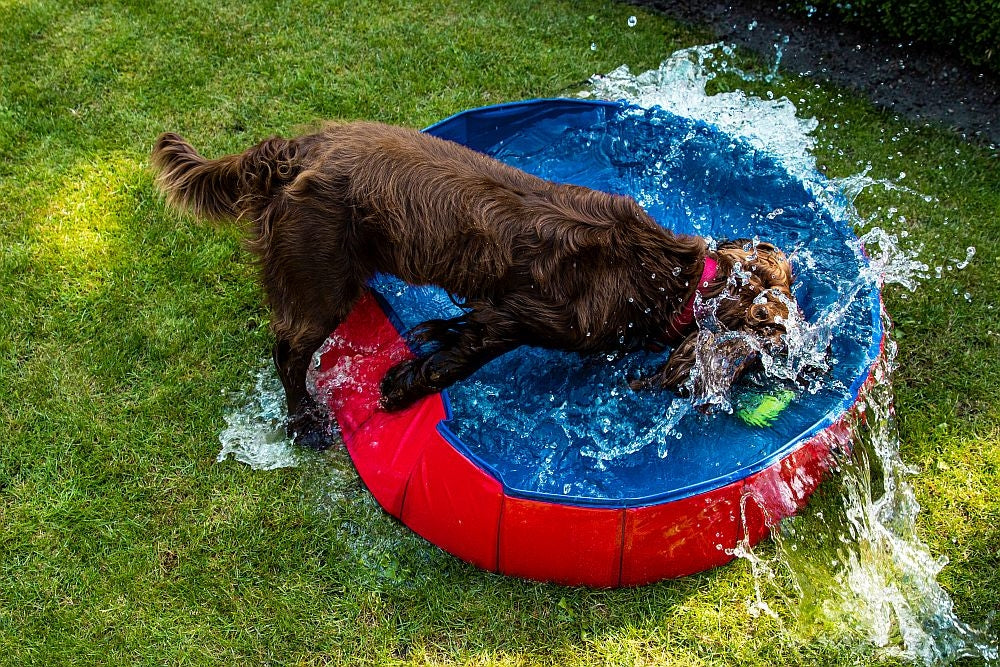 Dog Pool - Foldable Pet Swimming Pool for Summer Cooling by Nobby