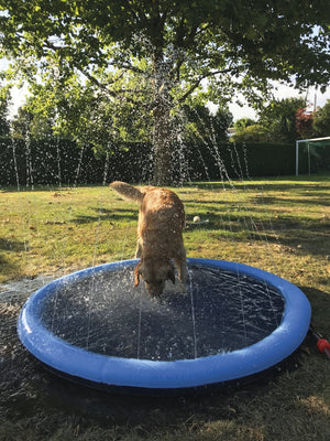 Nobby Dog Splash Pool with Fountain