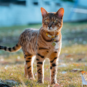 RedDingo Safety Cat Collar - Fish Pattern with Break-Away Clip | Reflective